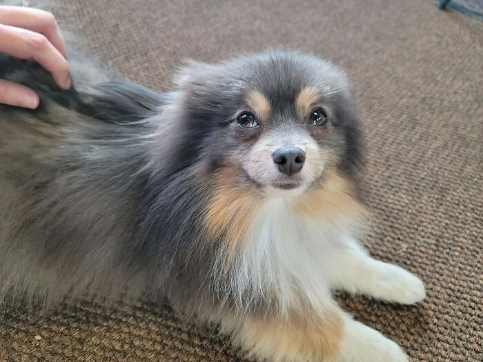 23. I'm A Courier, And The Best Part Of My Job Is Getting To Deliver To Places That Have An Office Or Warehouse Dog. I Didnt Catch His Name, But This Little Guy Was The Cutest Softest Nicest Lil Floof Ever! Also, I've Never Seen A Pom This Color. Super Cool