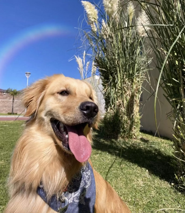 Daiki is a lovable pooch who can't wait to get outside and romp around in the morning. But what he doesn't like is being delayed.