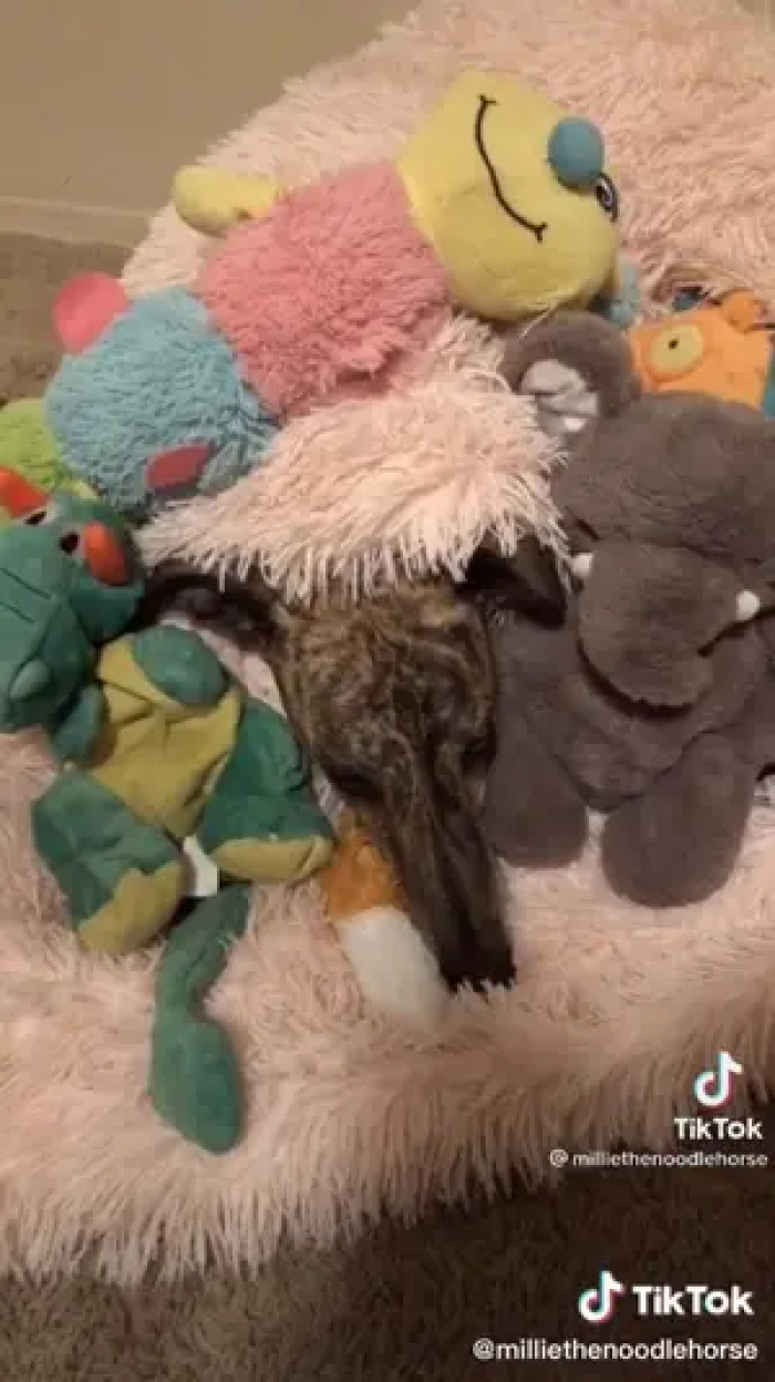 Falling asleep while surrounded by their blanket and toys will calm them.