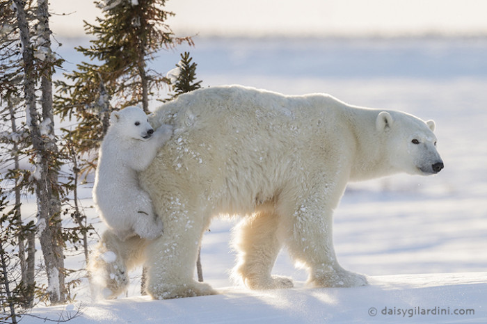 Every year, from mid-February to mid-March, an interesting event takes place at Wapusk National Park in Manitoba, Canada