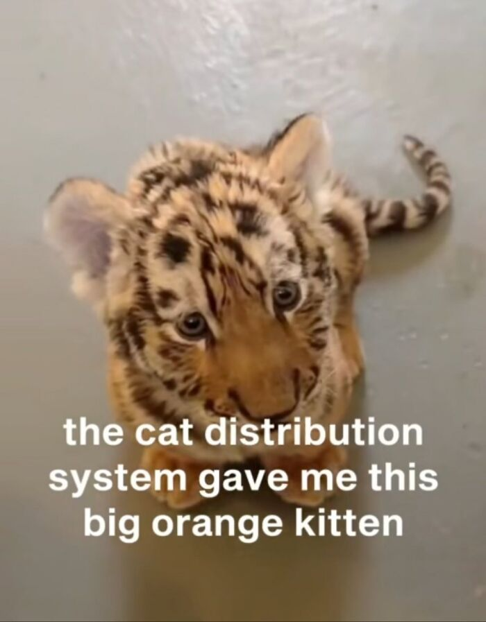 32. “When you ask for an orange cat but forget to specify the size.”