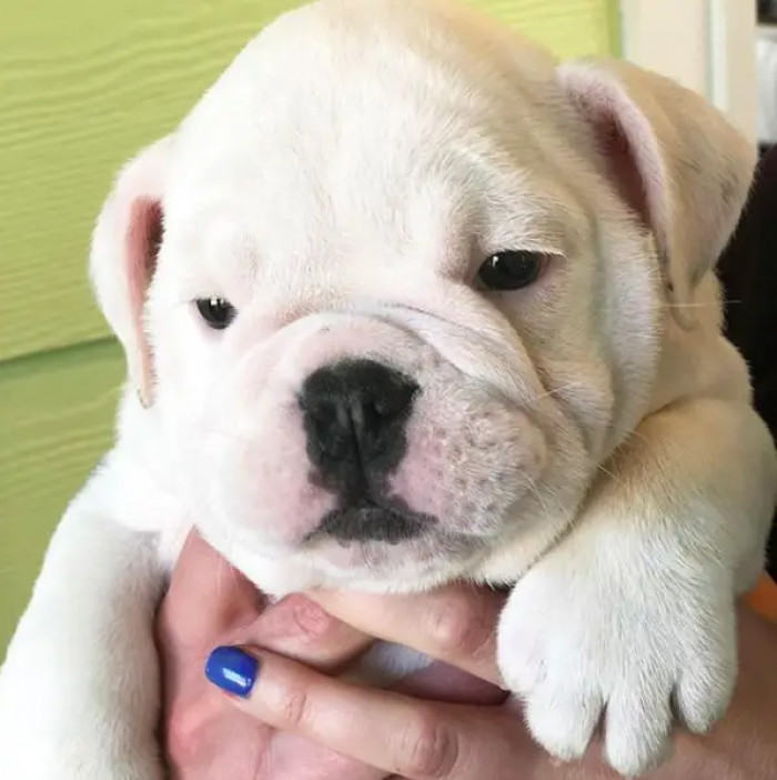 14. I guess my wrinkly man wants some treats