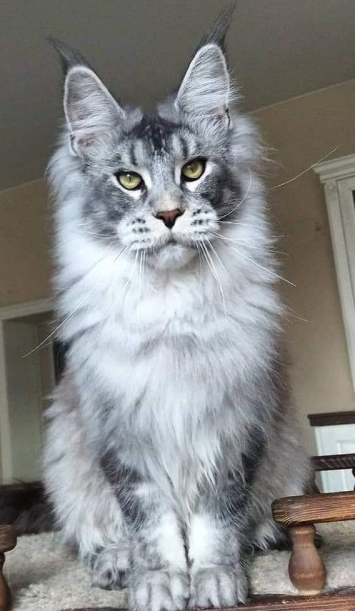 Gray vs silver Maine Coon