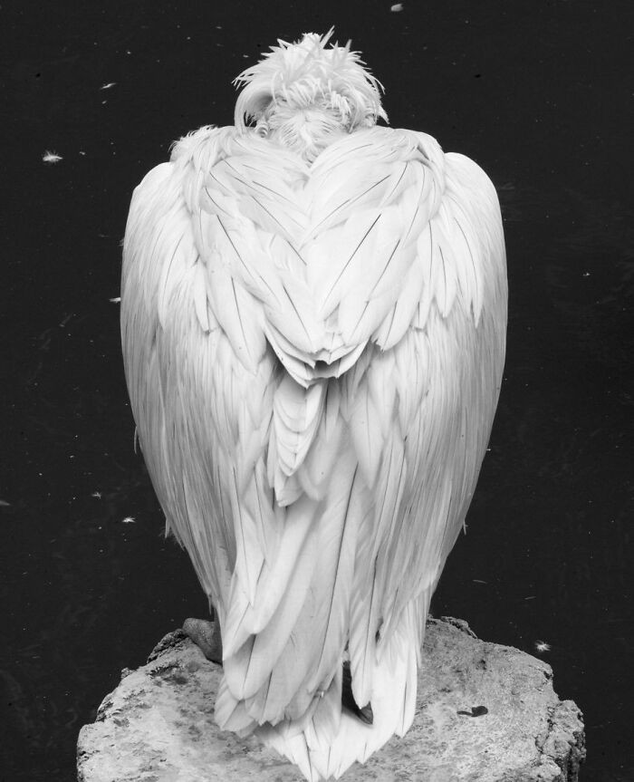 “Who Are You, Looking At Me?” By Muriel Pénicaud