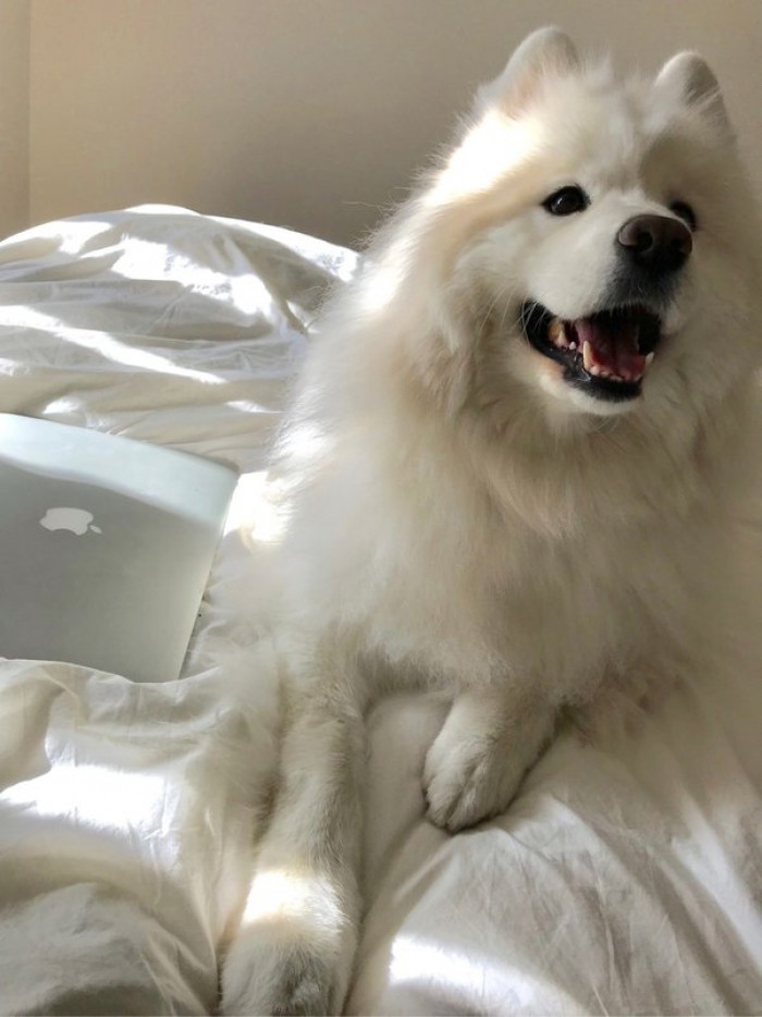 20. Dog makes a guy realize his fault