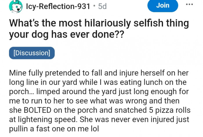 My dog snatched 5 pizza rolls at lightning speed