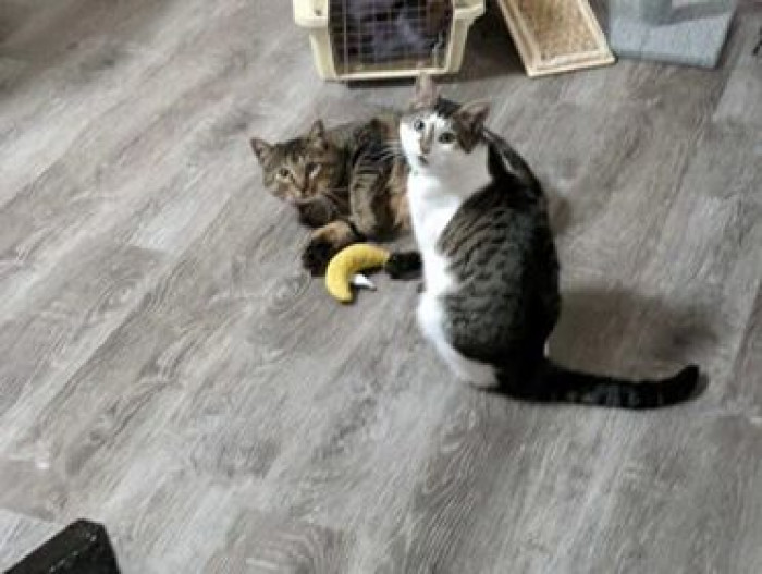 Champ and Theo are two cats who met at Purrfect Pals Cat Sanctuary