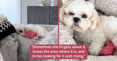 Rescued Dog Named Andi Wouldn’t Let Go of Her Pig Toy, Whom She Believes Is Her "Baby"