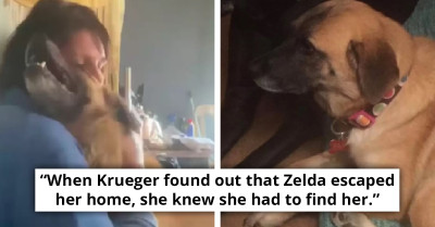 This Dog Walked Over 60 Kilometers Trying To Find The Way Back To Her Owner