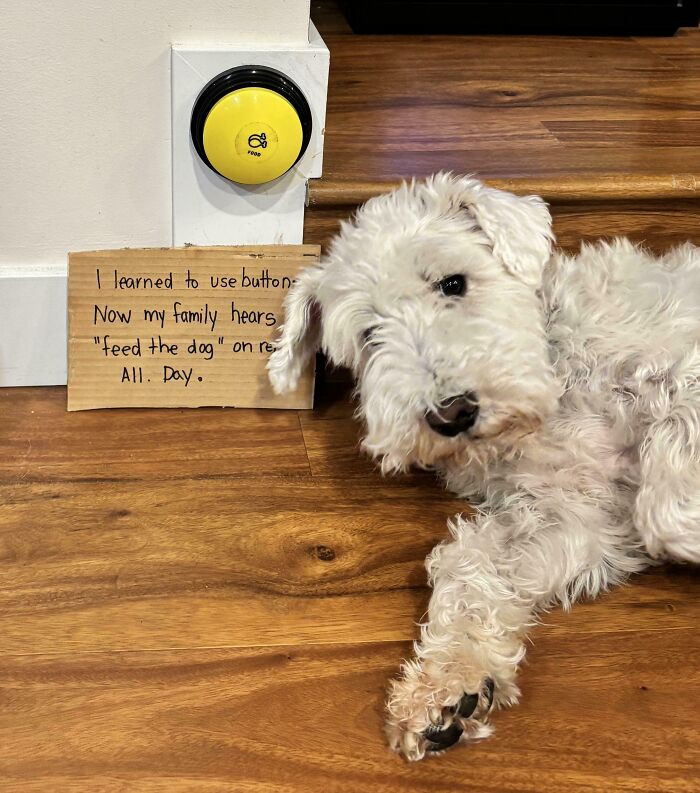 "I Learned To Use Buttons To Communicate But Now I Won’t Stop Telling Mom It’s Time To “Feed The Dog” (Spoiler: It’s Not)"