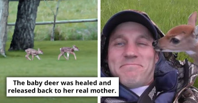 Young Deer Insists On Staying With The Man Who Saved Her Life
