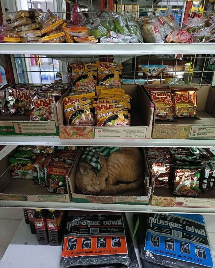 Georgie the cat librarian waits for plumbing supplies, holding a clipboard