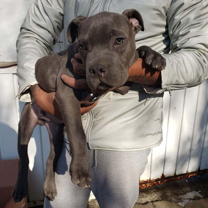 The dog was named Rene by the shelter. They have been looking for the right family for Rene, and they didn't need to look far since they had already received over 300 messages from people wanting to adopt the puppy.