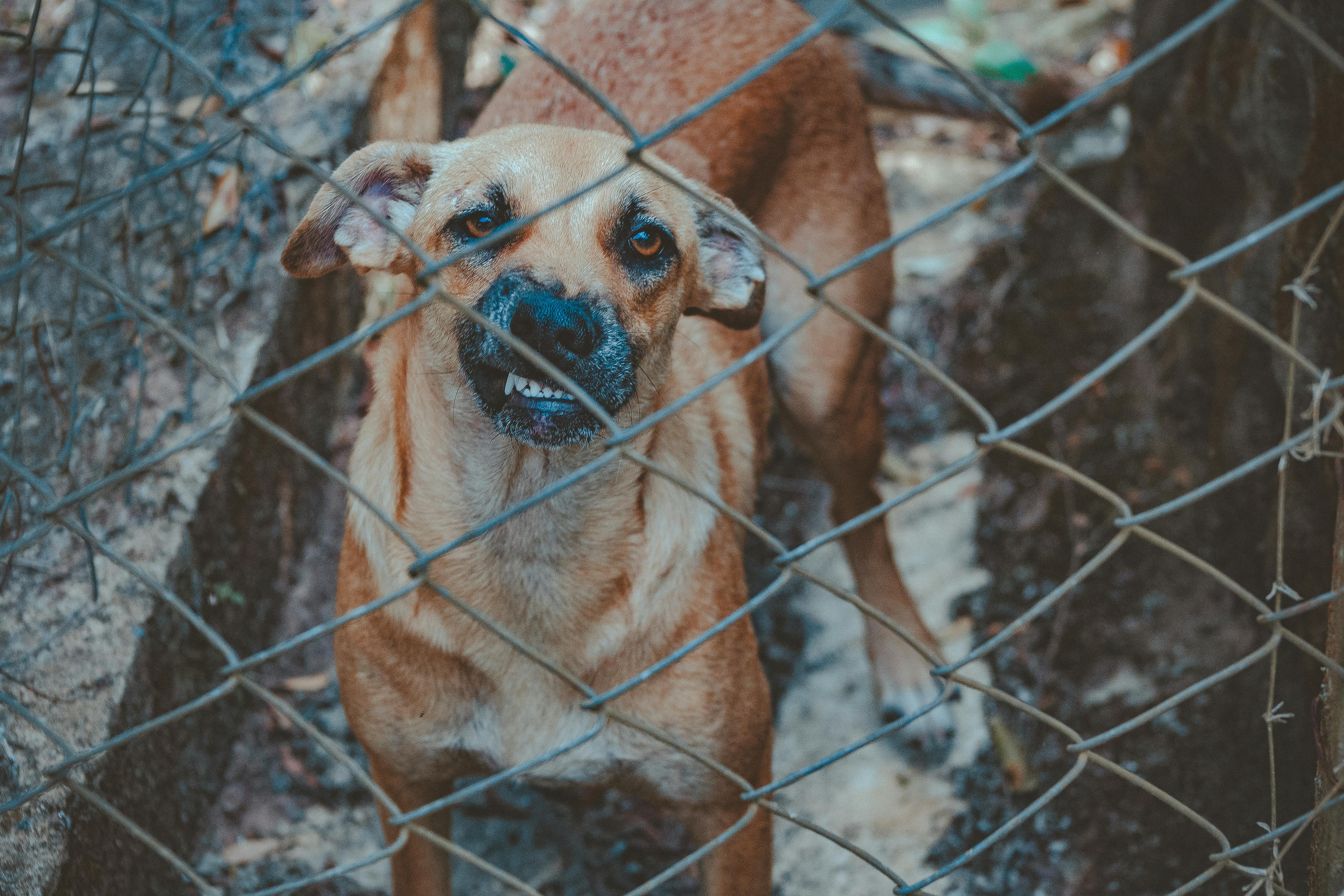 The homeowner may rely on the animal itself for protection rather than investing in a more robust alarm system.