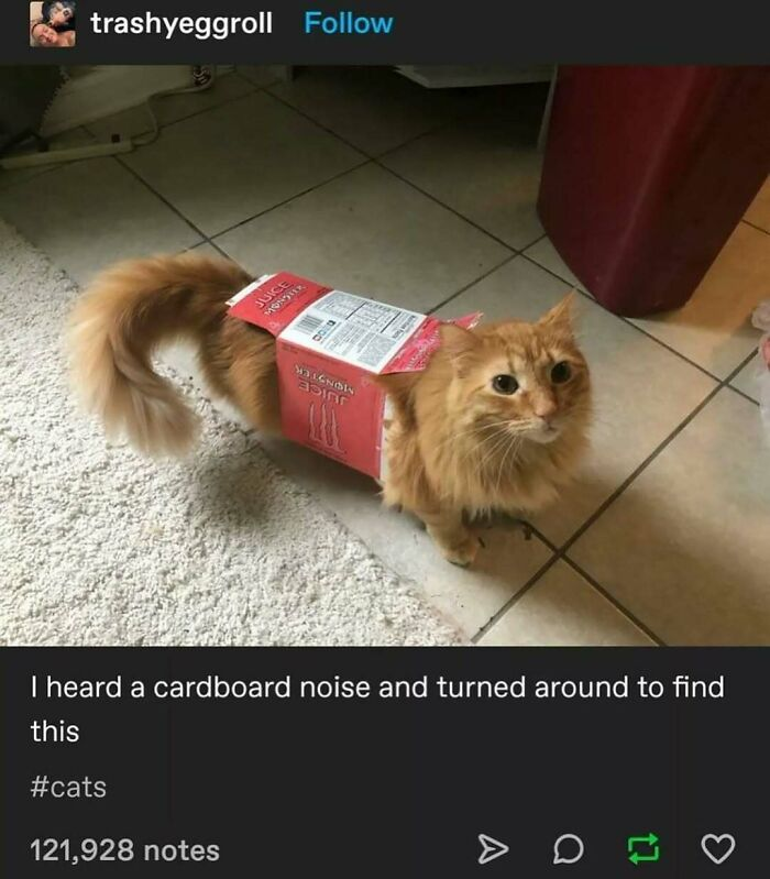 5. “He achieved maximum cat-to-box ratio.”