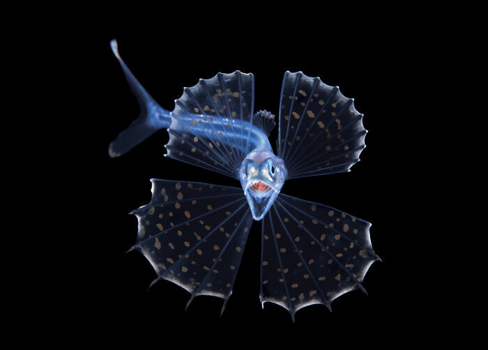 Portrait, Runner Up: Screaming Swallower By Steven Kovacs