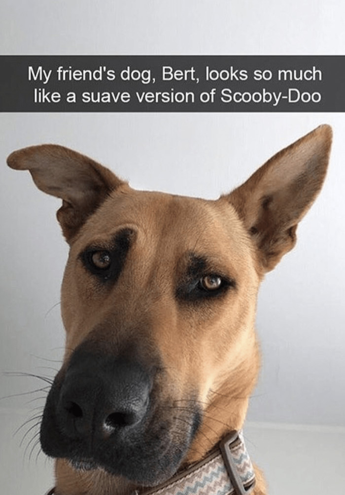12. Take a look at this suave version of Scooby-Doo.