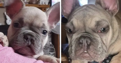 27 Dogs That Were Cute as Puppies and Became Magnificent Canines When They Grew Up, Too