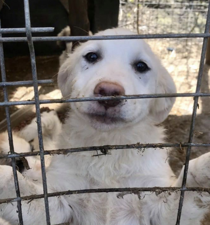 4. "Another one of our foster dogs living her best life at her forever home"