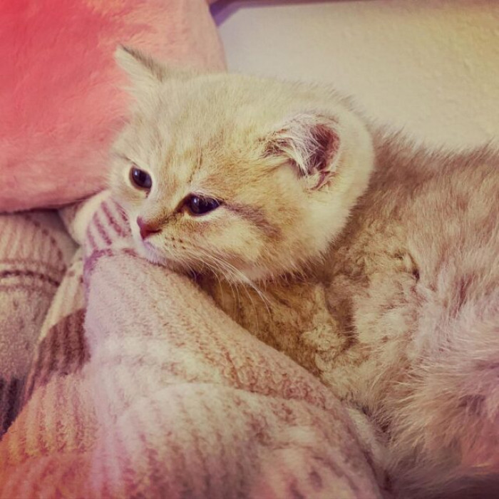 Whenever you decide to get a little cat, it becomes an interesting time!