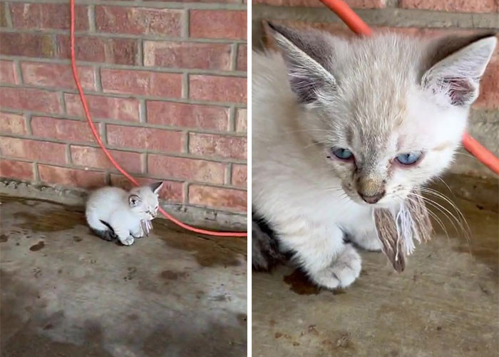 Courtney, Robert's wife, started a TikTok account to give subscribers updates about the kittens, and Robert continued to post on Instagram.