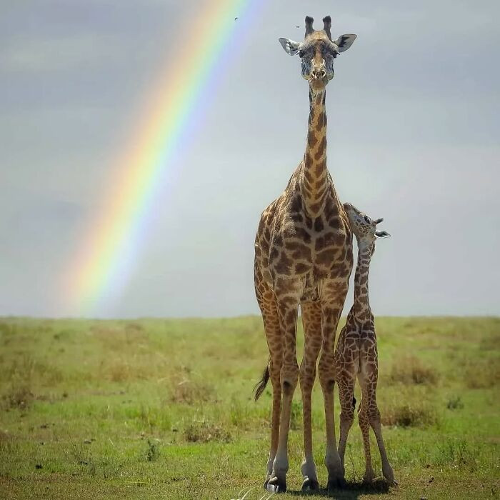 "Mother and baby giraffe in the Maasai Mara National Reserve in Kenya."