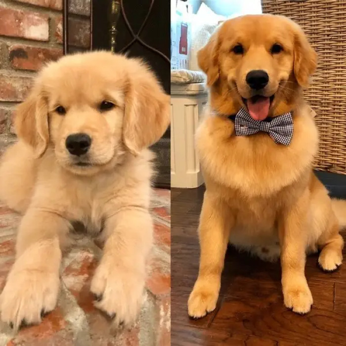 3. Maverick the big baby