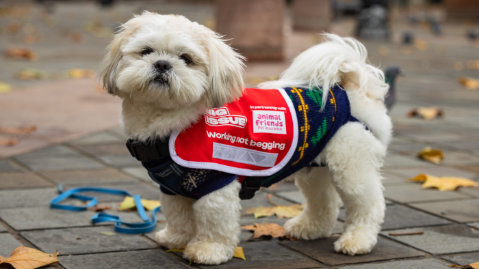 Dog tabards boost Big Issue vendors’ visibility and celebrate their bond with their loyal companions.