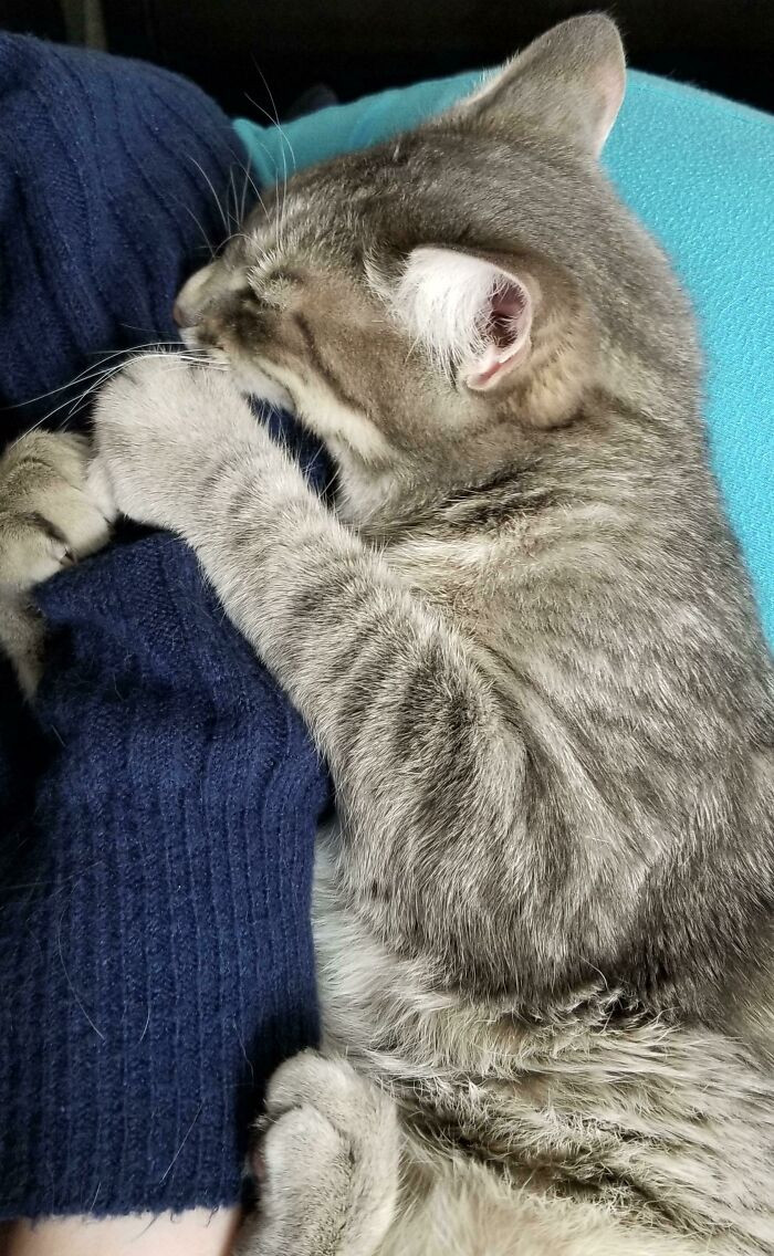 "He Actually Fell Asleep Like This, With His Mouth Fully Around My Daughter’s Arm And Claws Dug In. If She Moved, He Woke Briefly To Tighten His Grip"