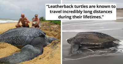 Breathtaking Moment When The Largest Sea Turtle In The World Comes Out Of The Water To Take Rest