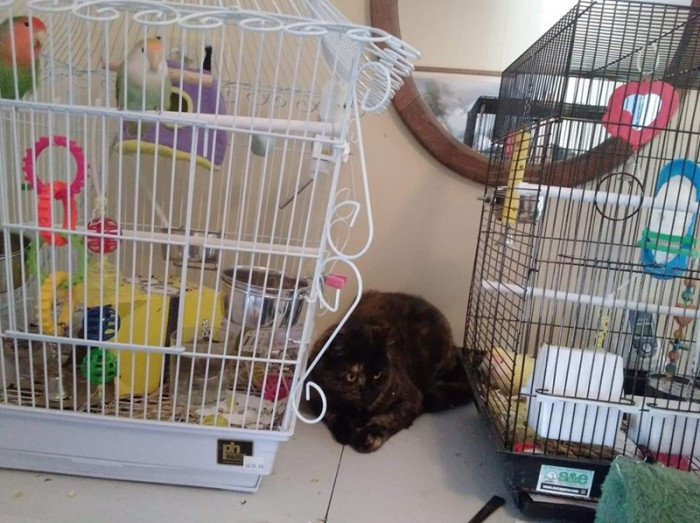 5. Marshmallow sneaked into this room with lovebirds and wants to perform an inspection too.