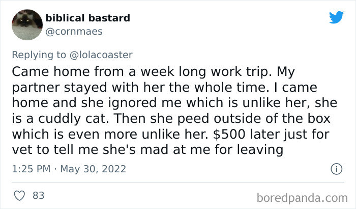 7. Cats are great at giving silent treatments, too