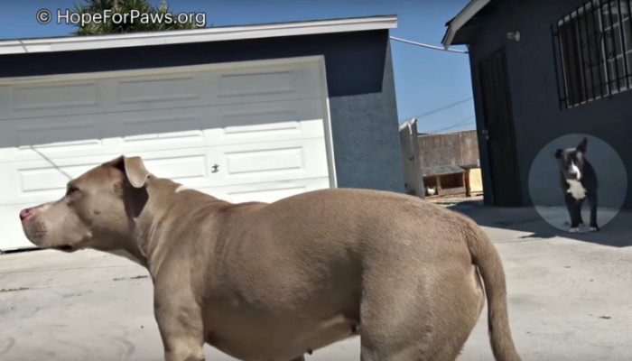 He called Hope For Paws and told them about these two homeless Pit Bulls