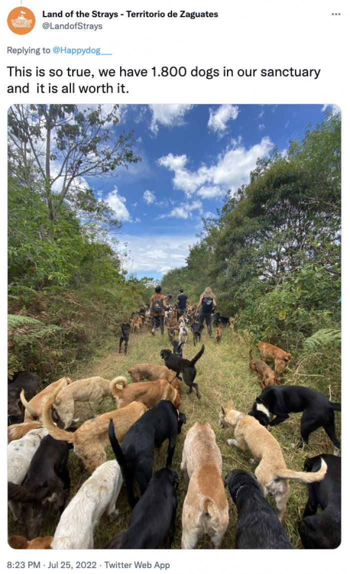 20. We hope that they'll soon find their forever homes so that other humans will also experience their love.