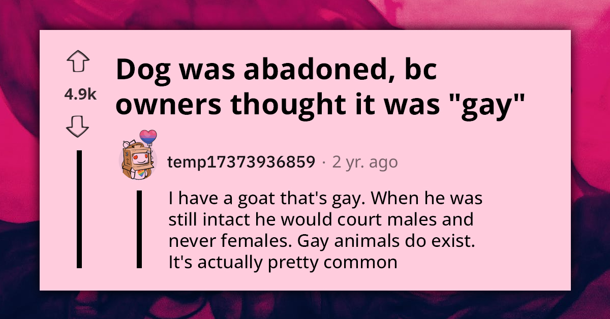 Poor Dog Banished To Animal Shelter As Homophobic Owners Disown Him For Being 'Gay’