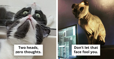 Cats Are Basically Alien Invaders, And We Have The Science To Prove It (Sort Of)