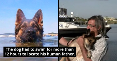 Officers Spot A Dog Who Spent Hours In The Water Searching For Its Owner, Finally Rescues Him With Their Help