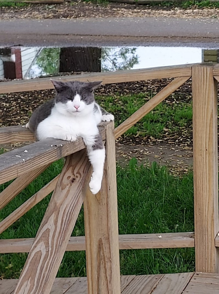 13. "This is my home now! And you are my hoomans starting today!"