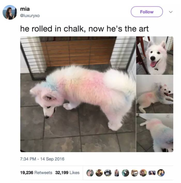 Clearly, this pup refused to listen to his owner's cries for him to stop and not make a mess, and it's a good thing because now, he's an art form