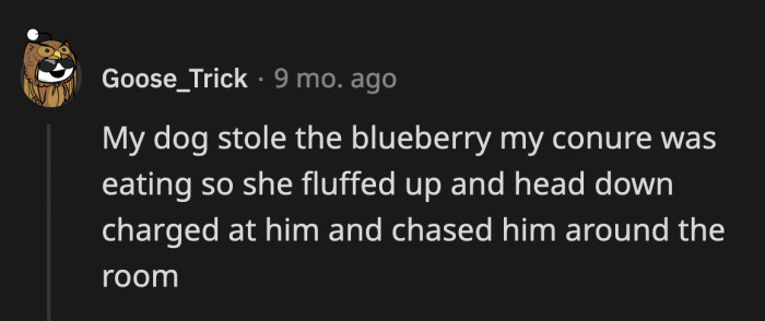 16. The dog picked the wrong enemy. They have an aerial advantage.