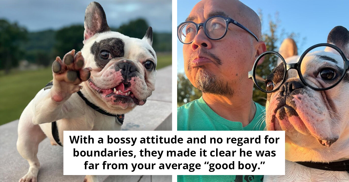 He Was 'Worst Dog Ever' With Three Failed Adoption Attempts Until Right Owner Turned Him Into Local Legend