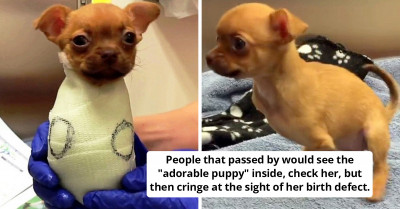 Poor Dog That Was Thrown Out On The Streets Because She Was Missing Her Front Legs Gets Another Chance At Life