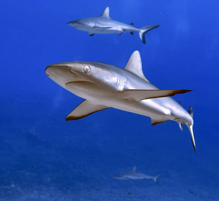 Smartphone, Runner Up: The Curious Gaze Of Grey Shark By Clotxa