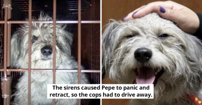 Dog Patiently Waits For Weeks In The Same Spot His Family Dumped Him In A Heartbreaking Display Of Loyalty