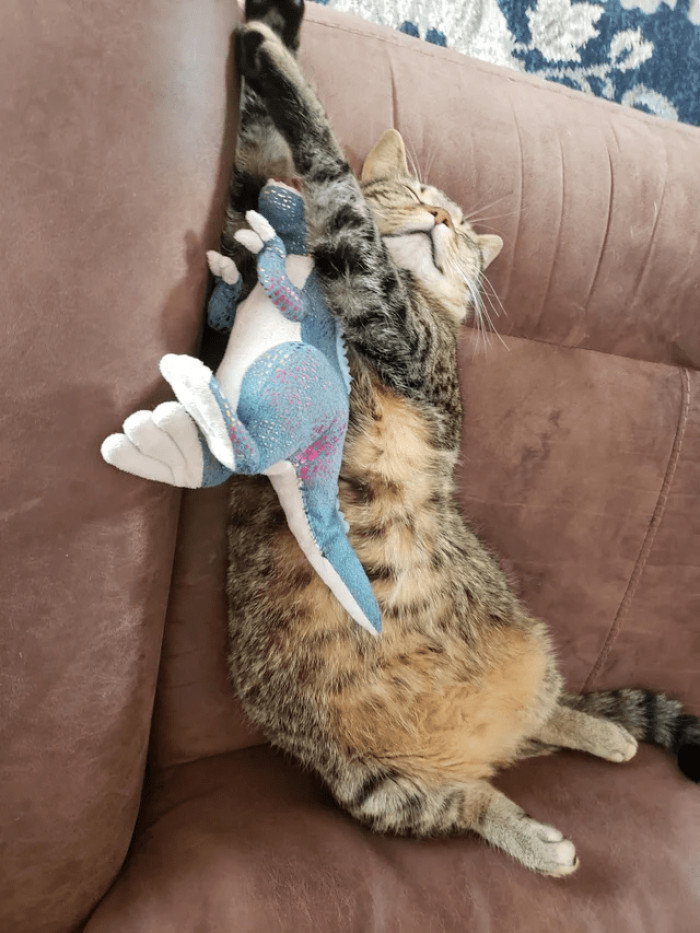 7. "My son's favorite toy becomes my cat's when he goes to school."