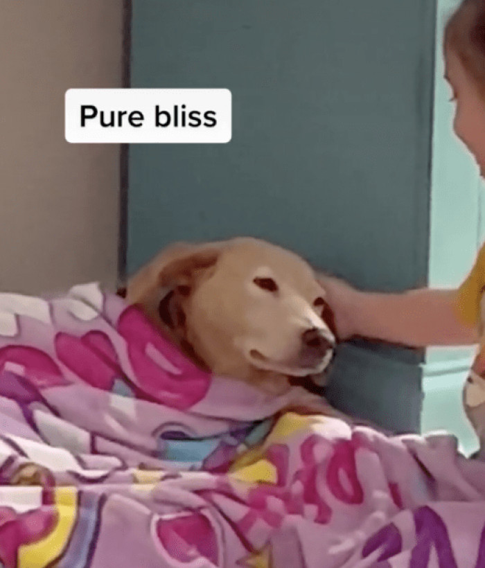 Such a cute dog...