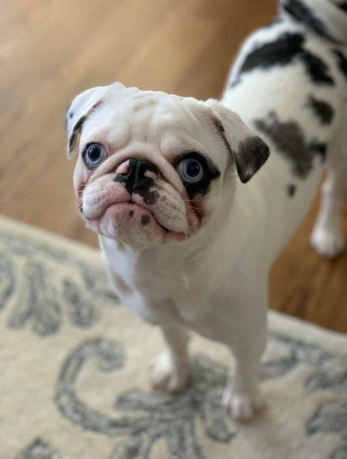 9. This amusing hunk is known as a "Panda Pug."