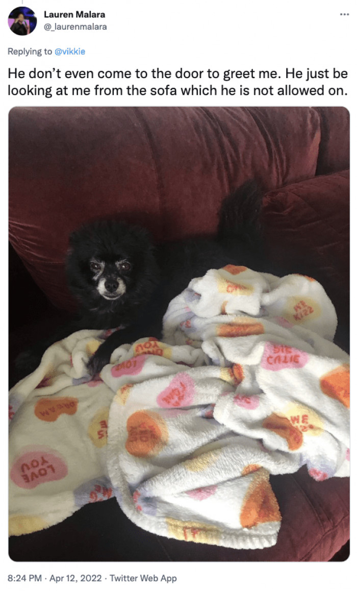 12. He's just looking at me from the sofa