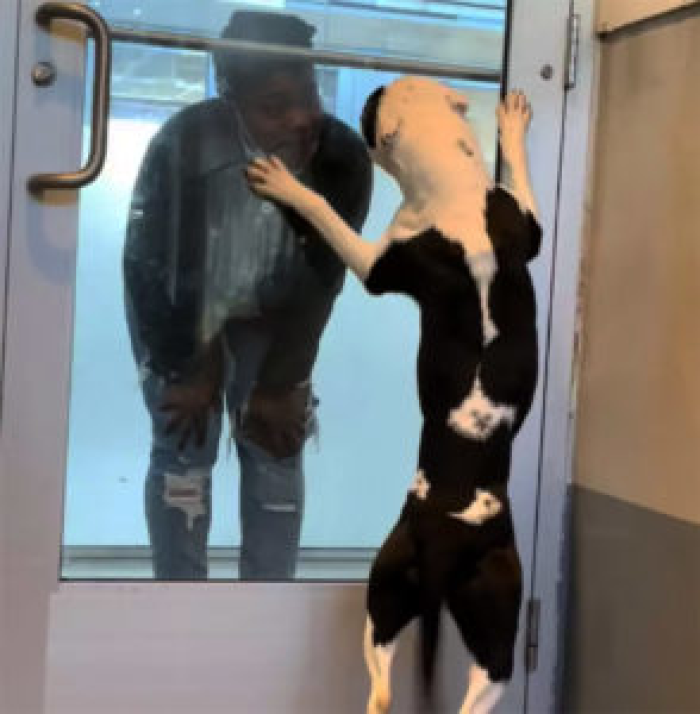 The shelter staff managed to find the owners