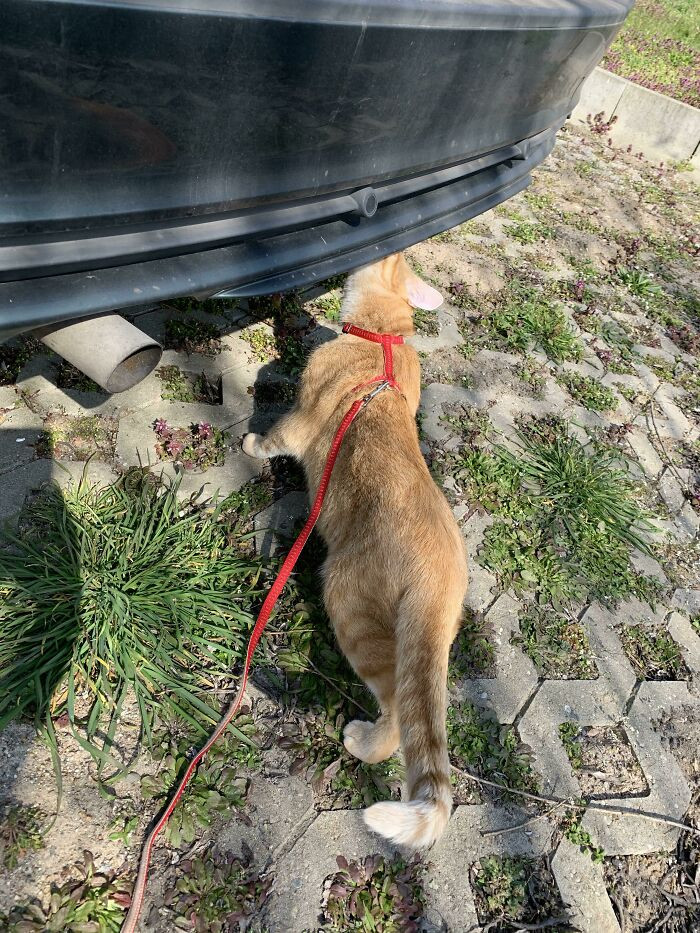 ”Took My Boy Outside Today. But Before Enjoying His Time Outside, He Made Sure To Thoroughly Inspect Daddy's Car. Safety First!”
